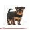 ROYAL CANIN YORKSHIRE JUNIOR 500g