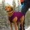 Kurgo Core Sweter dla ps&oacute;w - Heather Violet, M