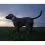 Tractive DOG 6 - lokalizator GPS dla ps&oacute;w i monitor zdrowia, czarny