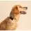 Tractive DOG 6 - lokalizator GPS dla ps&oacute;w i monitor zdrowia, czarny