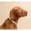 Tractive DOG 6 - lokalizator GPS dla ps&oacute;w i monitor zdrowia, brązowy