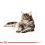 Royal Canin Maine Coon - saszetka, 36 x 85 g