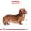 Royal Canin Dog Dachshund in Loaf saszetka 36 x 85 g