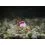 Delphin Feeder Braided Sting / 10x / 8cm/0,20mm/Chinu 6