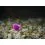 Delphin Feeder Fluoro Sting / 10x / 12cm/0,30mm/Chinu 4
