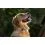Tractive DOG 6 XL &ndash; lokalizator GPS dla ps&oacute;w i monitor zdrowia, brązowy