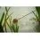 Sonubaits SUPERCRUSH Krill & Squid 2kg