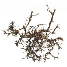 Dekoracja do terrarium – naturalny korzeń kwiatu pustynnego  15-20m