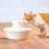 Fontanna Drinkwell Avalon dla psów i kotów - ceramiczna, 2l