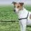 EasyWalk Harness uprząż zapobiegająca przed ciągnięciem - M, czarna