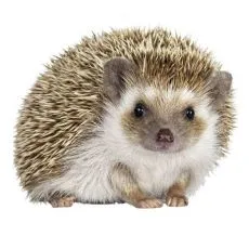 Klatka dla jeża