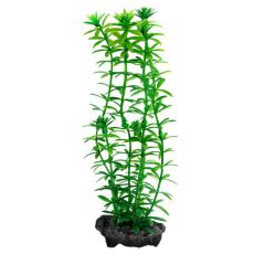 Egeria densa (Anacharis) - roślina Tetra 30 cm, L
