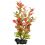 Ludwigia repens ( Red Ludwigia) - roślina Tetra 23 cm, M