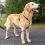 Szelki PetSafe 3 in 1 Harness and Car Restraint "L"