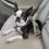 Szelki PetSafe 3 in 1 Harness and Car Restraint "L"