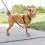 Szelki PetSafe 3 in 1 Harness and Car Restraint "XS"