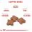 ROYAL CANIN MINI ADULT +8 - 800 g