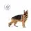 Saszetka Royal Canin Maxi Adult 10 x 140 g