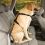 KURGO Seatbelt Tether, pas bezpieczeństwa z uchwytem dla psów