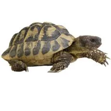 Ż&oacute;łwie i zwierzęta żyjące w terrarium