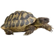 Żółwie i zwierzęta żyjące w terrarium
