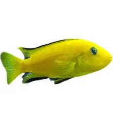 Pielęgnice