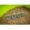 Interchangeable Pellet Feeders 18g small