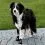 Buty dla ps&oacute;w - WALKER ACTIVE, 2 szt, M