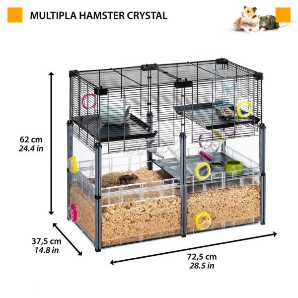 MULTIPLA HAMSTER