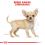 Royal Canin Junior Chihuahua - 1,5 kg