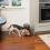 Healthy Pet Simply Feed