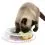 Trixie Junior Kitten Circle - zabawka z piłeczkami 24 cm