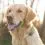 Tractive GPS DOG XL - śledzi lokalizację i aktywność psa - zielony