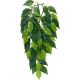 Ficus silk small - rastlina do terária