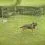 Dog Park 2 kojec dla ps&oacute;w